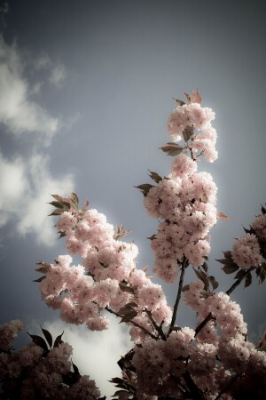 Весенняя нежность