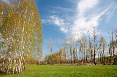 Весенний цвет