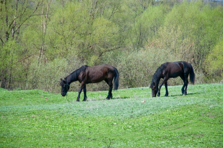 А кони по весне пасутся