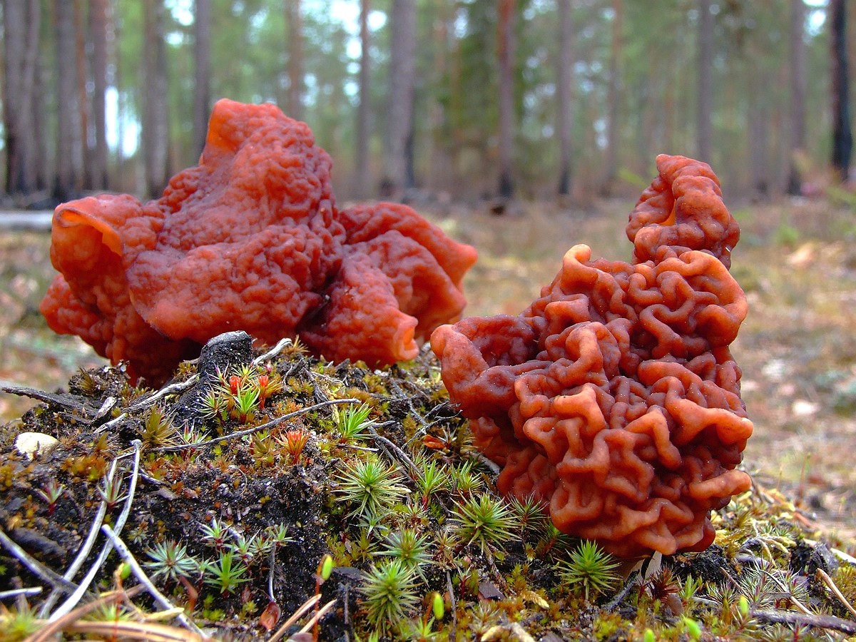 Строчок обыкновенный Gyromitra esculenta