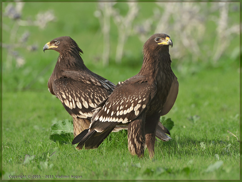 Greater Spotted Eagle: portraits