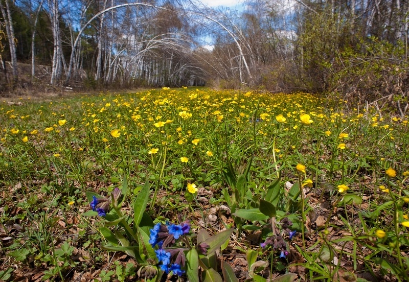 Весенний &quot;ковёр&quot;.