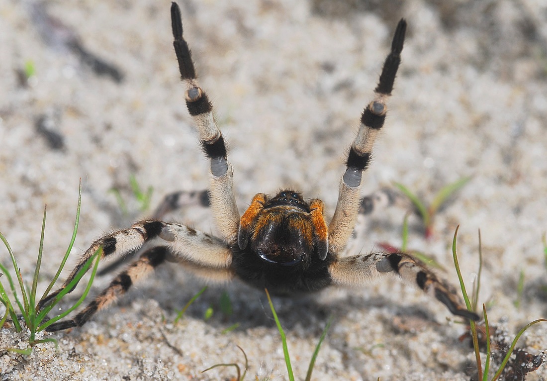 Руки Вверх ! Южнорусский тарантул Lycosa singoriensis