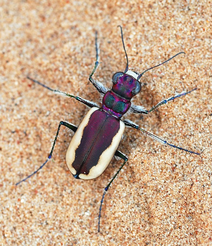 Cicindela lacteola Дынная семечка Досанга