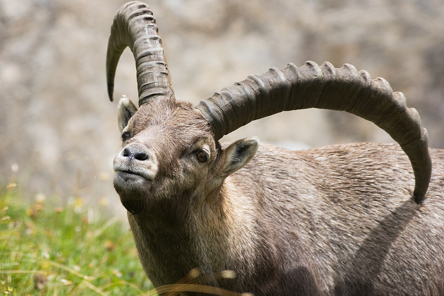 Ibex 2