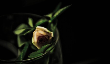 little rose