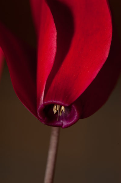 cyclamen