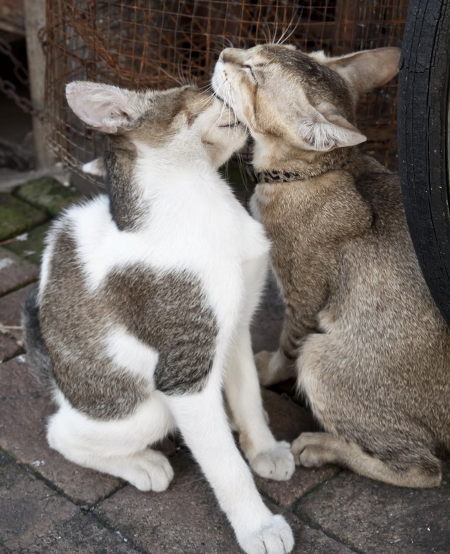 кошки не похожи(?) на людей