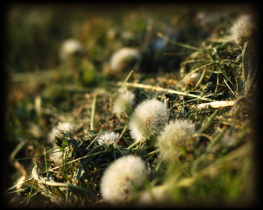 Taraxacum_sero)