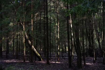 свет и тень