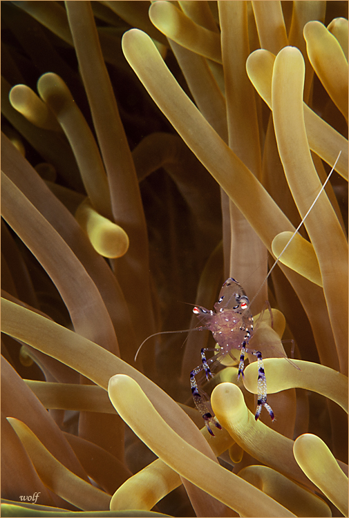 Sarasvati Anemone Shrimp