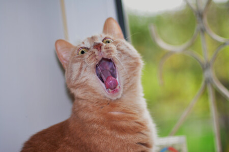 Верхнее ля... (на слух)