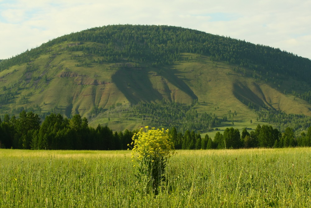 Сурепка в Саянах