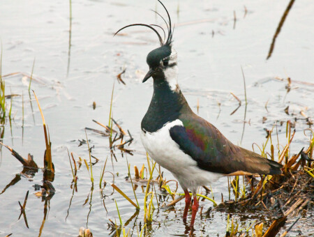 Такой вот франт