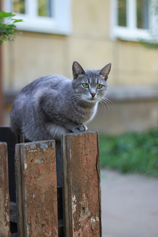 Кошка на заборе