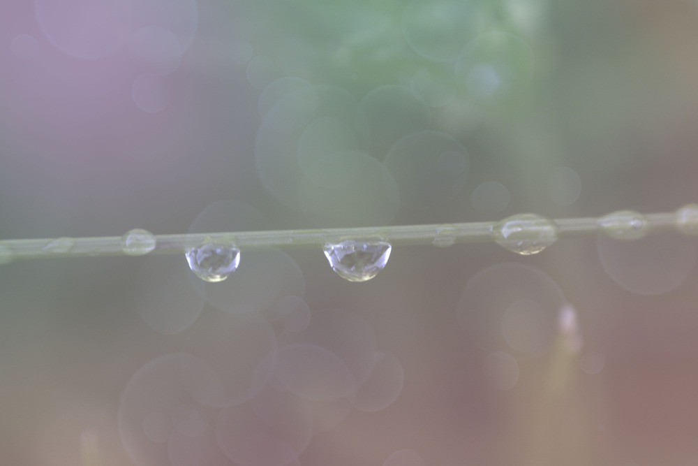 drops