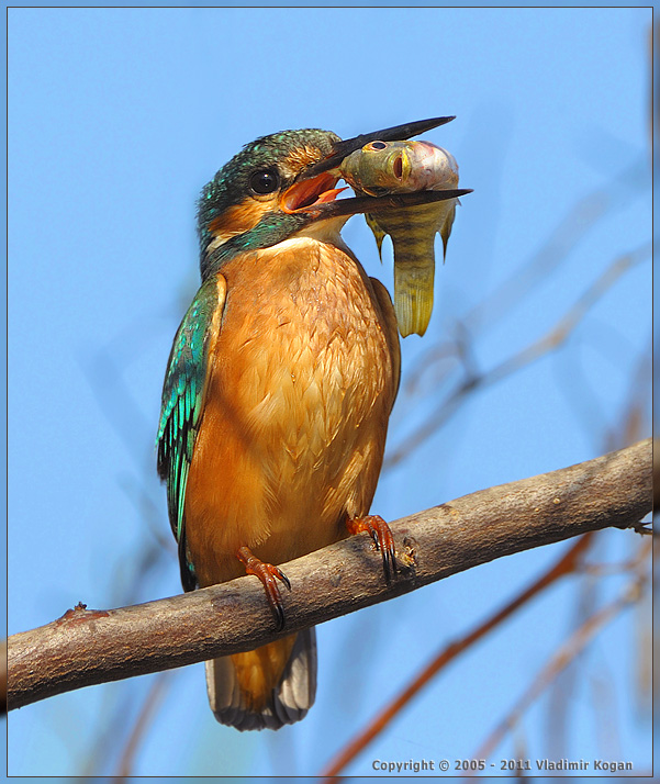 Common Kingfisher with fish