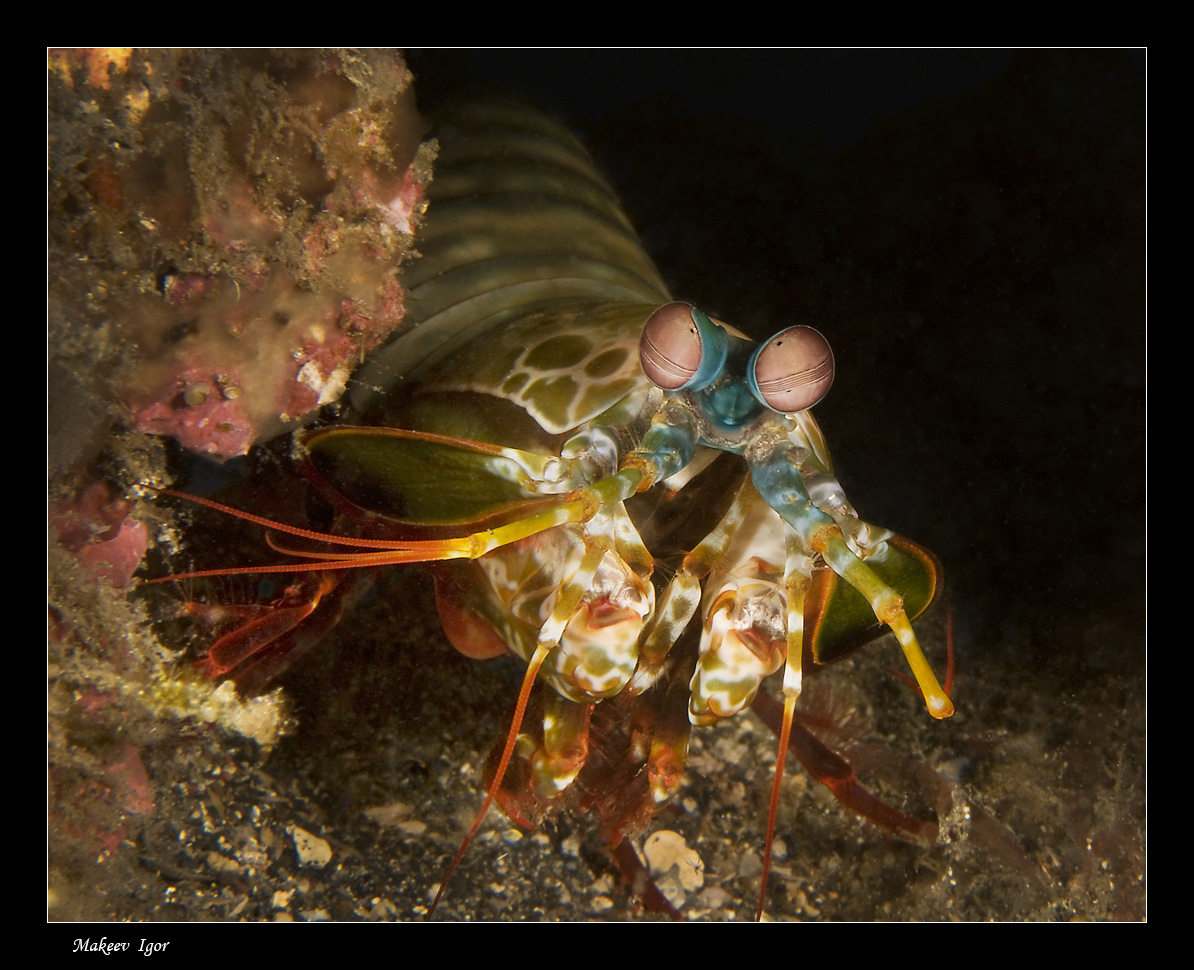 Mantis Shrimp