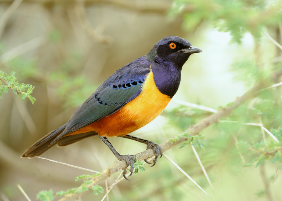 Shelley's starling Lamprotonis shelleyi