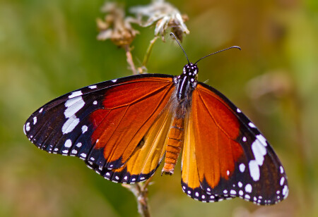 Plain Tiger