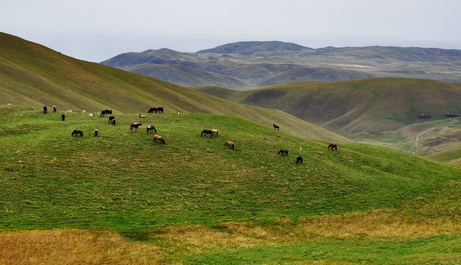 пейзаж с лошадками