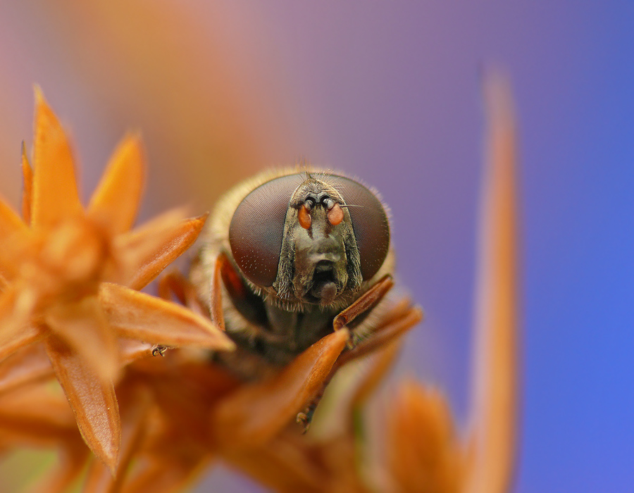 Муха-журчалка Cheilosia latifrons