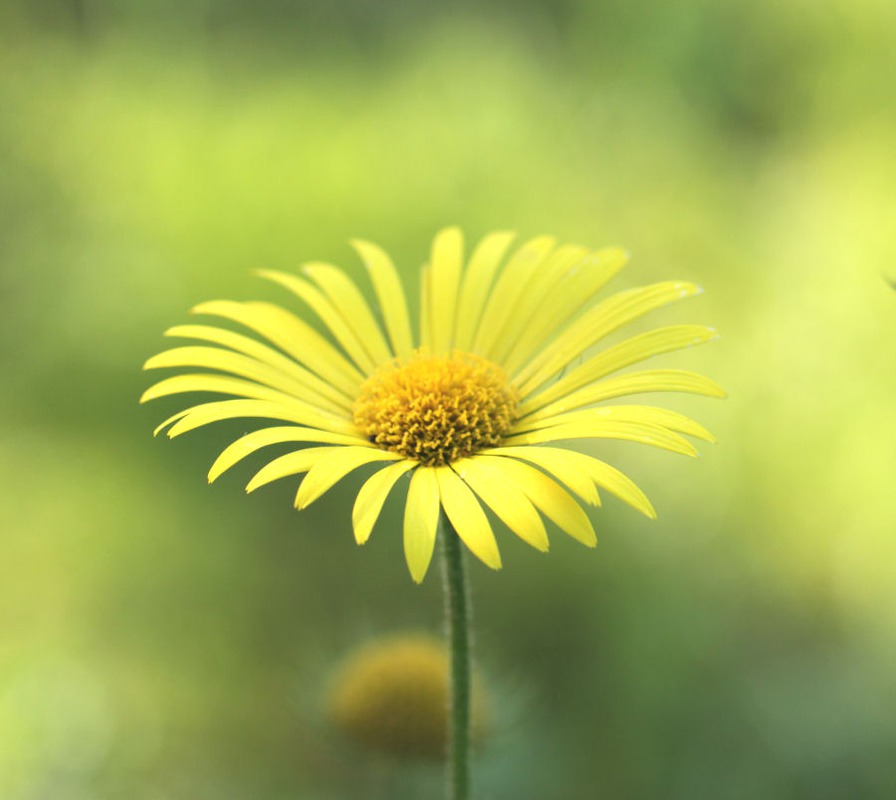 Doronicum orientale