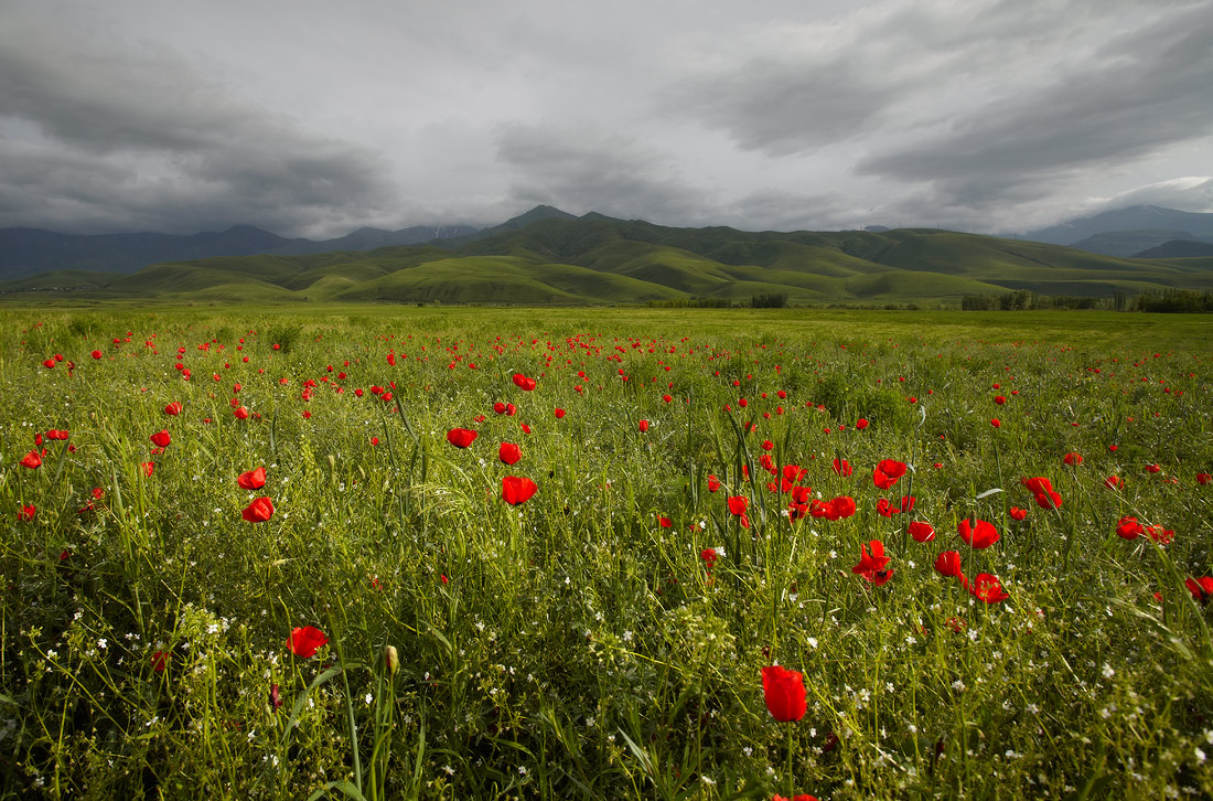 В предгорьях Киргизии