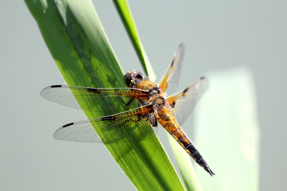 Odonata