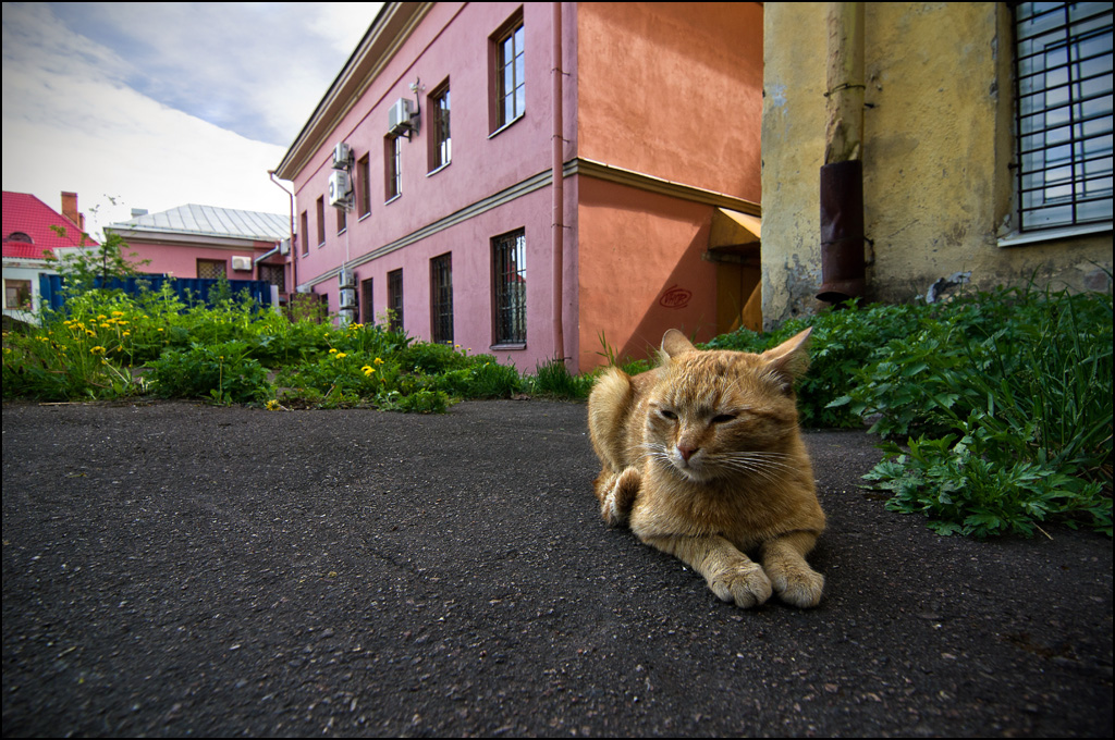 Кошкин двор