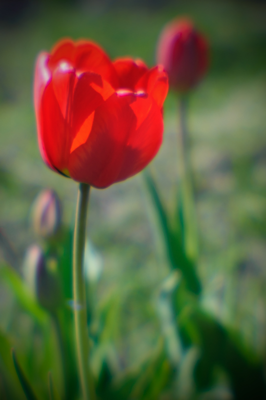 Tulip