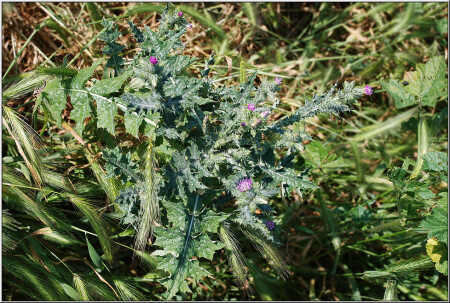 Колючесмешение [0746]