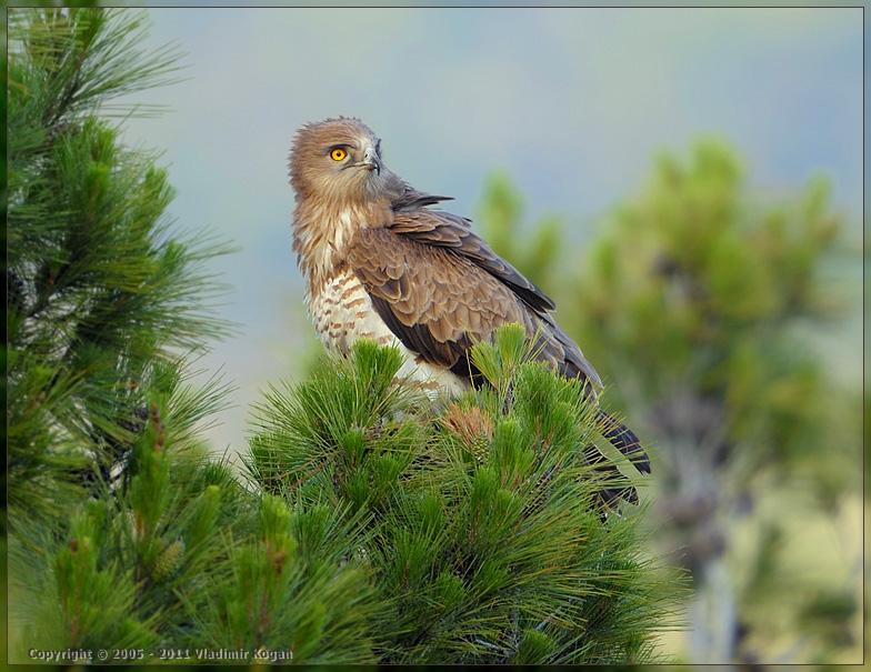 Short-toed Eagle: портрет