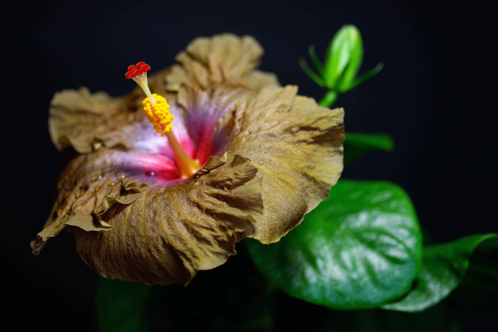 Hibiscus Wallflower