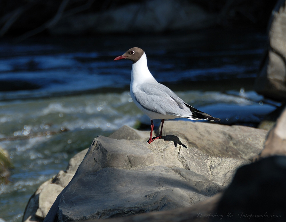 Чайка озерная (Larus ridibundus)