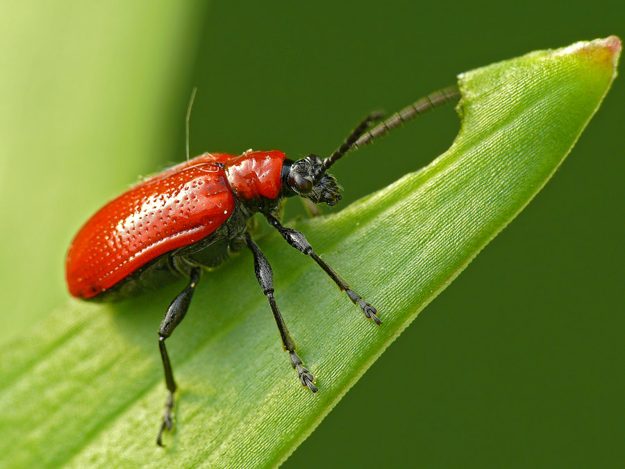 Трещалка лилейная Lilioceris lilii