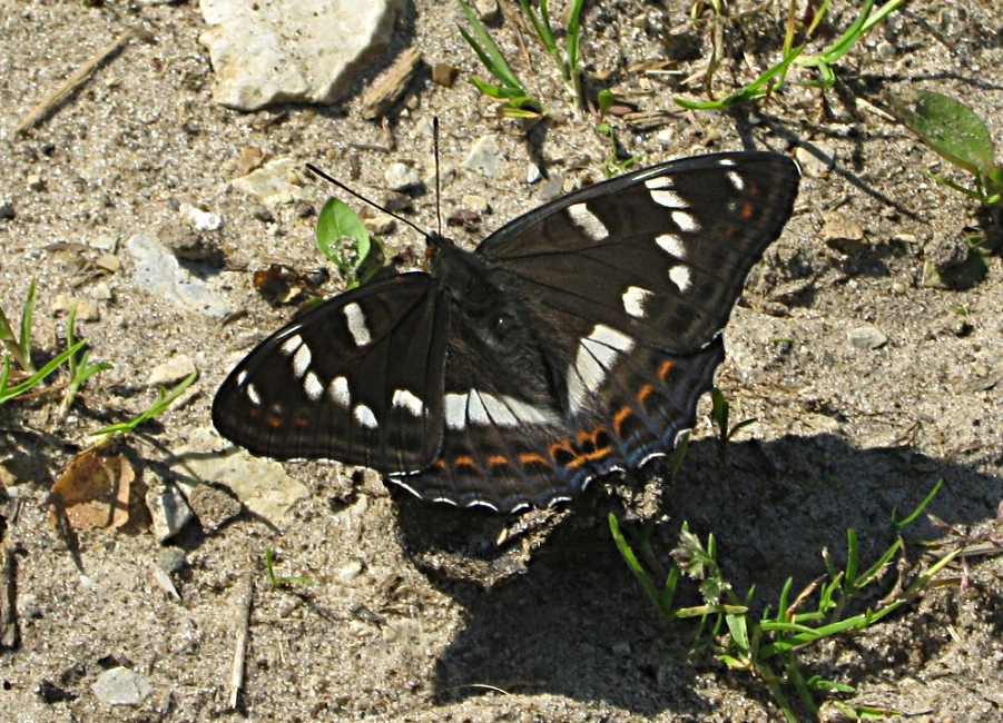 Лентокрыльница тополёвая Limenitis populi