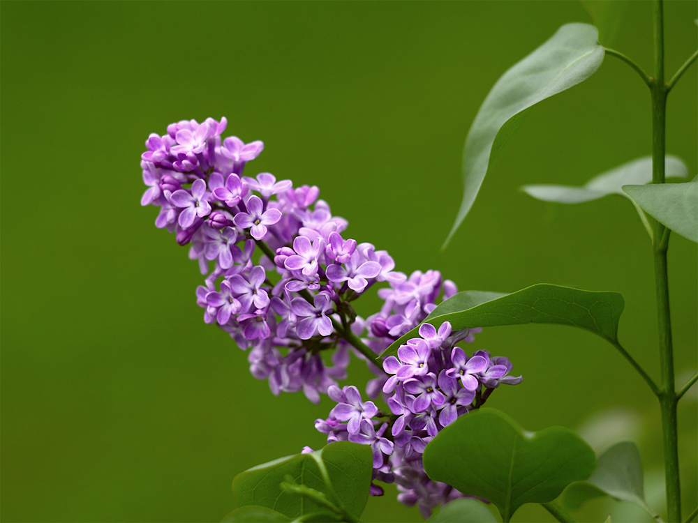 Syringa vulgaris