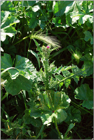 Колоски-Колючки [0723]