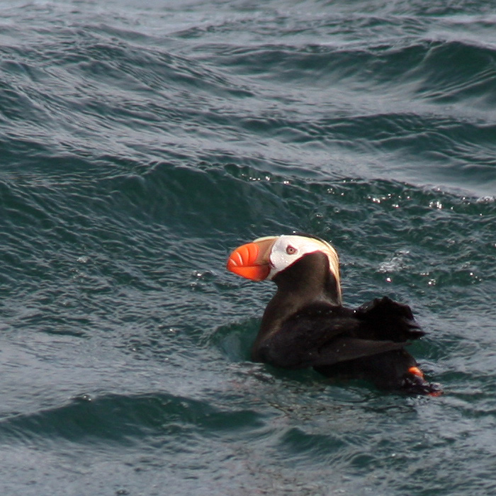 Топорок. Он же Tufted Puffin / Lunda cirrhata