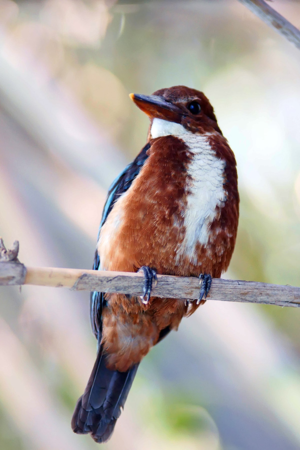 White-throated Kingfisher. Появление князя красоты.