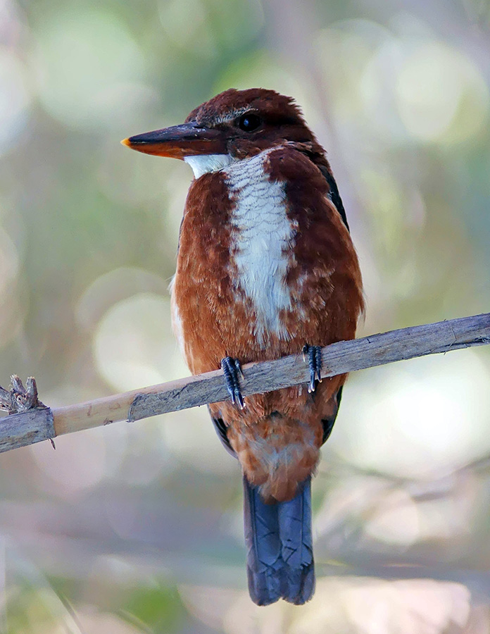 White-throated Kingfisher. Попозируем?