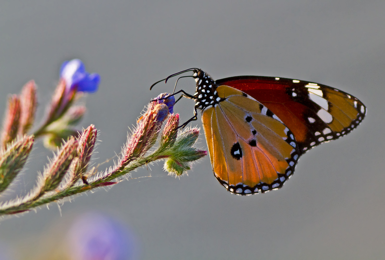 Danaus chrysippus