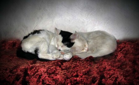 Коты спят.