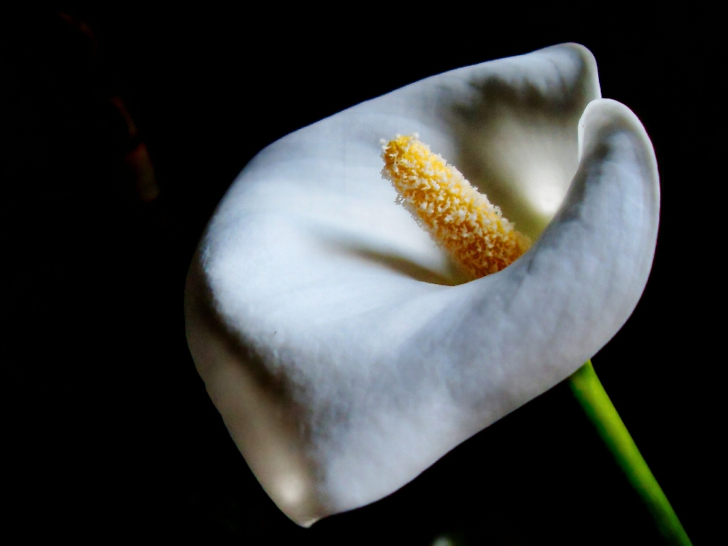 Calla