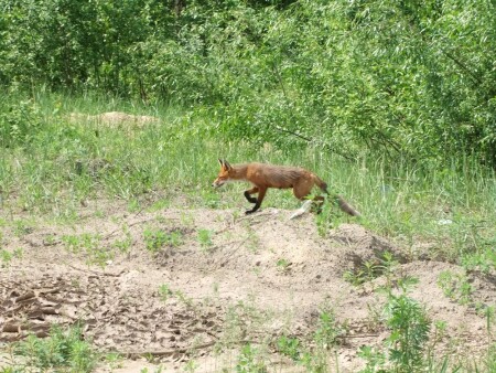 проходила мимо