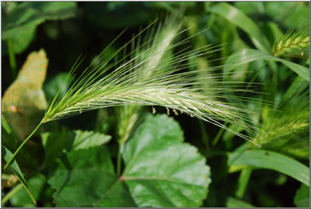 Колосок [0717]