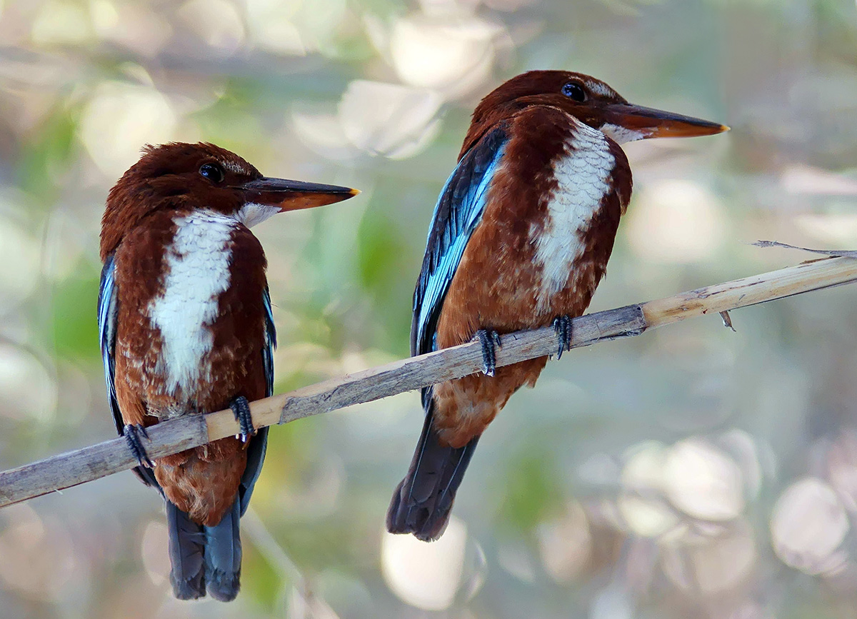 White-throated Kingfisher. Мы с Томарой ходим парой...