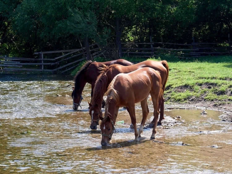 Водопой