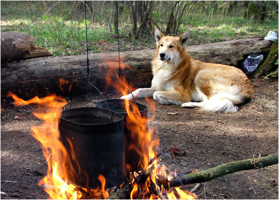 Костровой